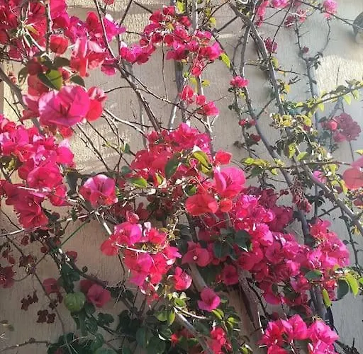 Le Buganville Apartamento *